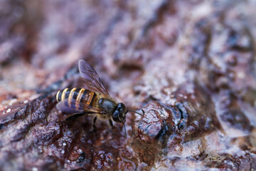 Small Honey Bee Foraging on Wet Tree Bark Texture
