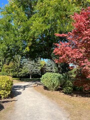 Naklejka premium Autumn in full bloom