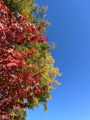 Autumn in full bloom
