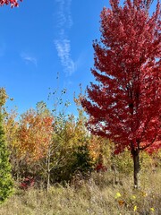 Autumn in full bloom