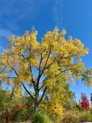 Fototapeta premium Autumn in full bloom