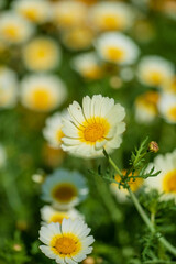 A sunny meadow features blooming daisies with white petals and yellow centers among greenery
