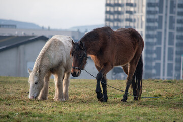 The urban horses of Irish travellers graizing in Dublin's streets