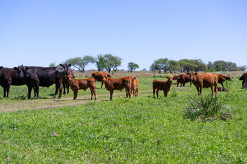 Argentine agricultural field cattle group