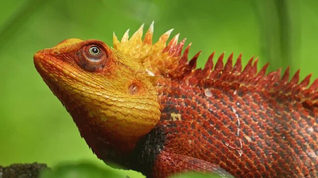 The oriental garden lizard Calotes versicolor, also called the eastern garden lizard, Indian garden lizard, common garden lizard, bloodsucker or changeable lizard, is an agamid lizard in Indo-Malaya.