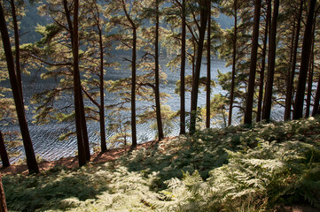 Fototapete bei efototapeten.de bestellen   