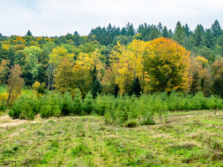 Wiederaufforstung im herbstlichen Mischwald