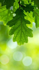 Fototapeta premium Close-up of vibrant green oak leaf