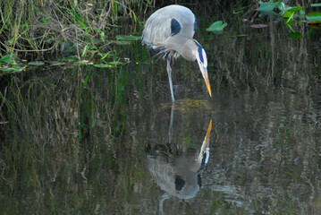 BIRDS- Florida- Close Up of a Wading Beautifully Reflected Great Blue Heron