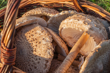 Closeup shot of stacked parasol mushrooms