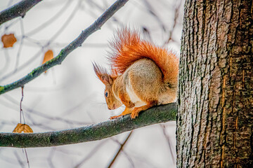 Fototapeta premium A curious squirrel explores its surroundings while perched on a branch amid autumn leaves