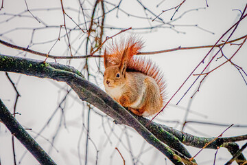 A curious squirrel sits on a fragile branch, its tail fluffed up in the cold winter air