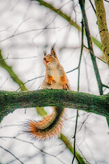 A curious squirrel rests on a branch, surrounded by bare trees in a serene, winter landscape