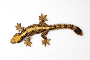 Kuhl's flying gecko // Kuhls Faltengecko (Ptychozoon kuhli) 
