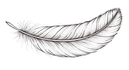 Detailed monochrome feather illustration isolated on white background