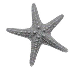 starfish isolated on white background, depicting marine life, sea creature, and ocean-inspired retro pop art design