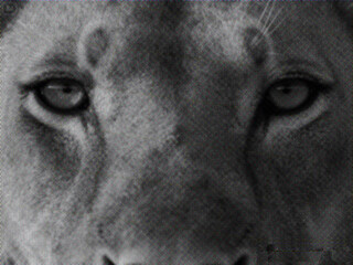 lion face close-up isolated on white background, symbolizing strength, courage, and wildlife in bold retro pop art style