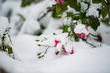 Colorful flowers peek through a soft layer of fresh snow, showcasing winter's beauty and contrasts