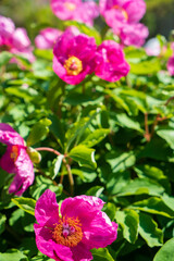 Fototapeta premium Colorful pink peonies flourish in a lush garden, showcasing their beauty in the sunlight