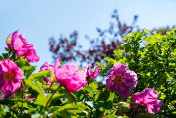 Vibrant pink flowers stand out amidst lush green leaves under bright sunshine
