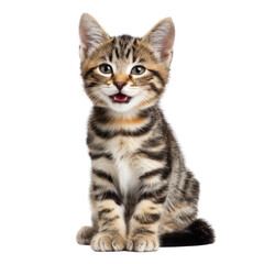 Obraz premium An adorable tabby kitten sits with an open mouth, possibly meowing, against a plain transparent background, showcasing its striped fur. background removed