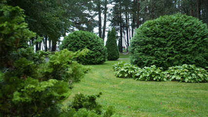 Obraz premium a spherical thuja tree in the park. Thuja Brabant