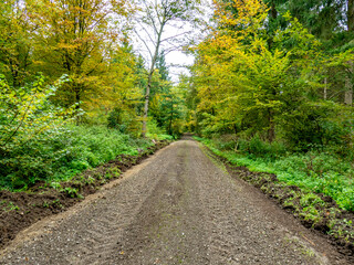 Fototapeta premium Für einen Vollernter verbreiteter Wirtschaftsweg im Wald