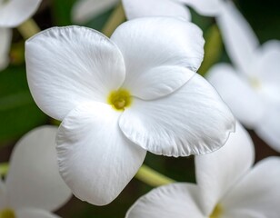 Close-up of white flowers (2)