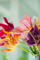 Brightly colored tulips in various shades bring life to a sunlit room, creating a cheerful ambiance