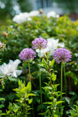 Lush garden filled with purple allium and white flowers under the bright spring sun