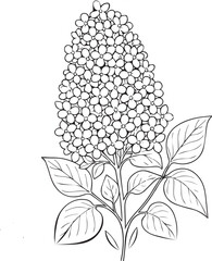 lilac flower coloring pages