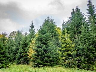 Wiederaufforstung im herbstlichen Mischwald