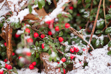 Snow blankets green foliage while vibrant red berries peek through the winter wonderland