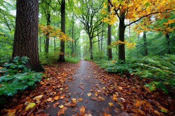 Naklejka premium Autumn forest path covered in wet leaves