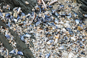 shells cover the coast, seen at low tide