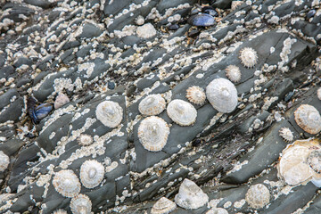 shells cover the coast, seen at low tide