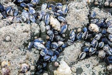 shells cover the coast, seen at low tide