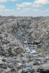 shells cover the coast, seen at low tide