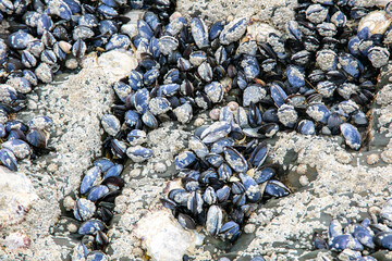shells cover the coast, seen at low tide