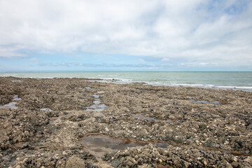 shells cover the coast, seen at low tide