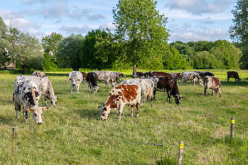 herd of colorful cows grazes in a meadow among the trees