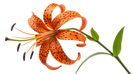 A beautiful orange tiger lily flower, a vibrant plant of summer nature, blooms with intricate beauty in the garden