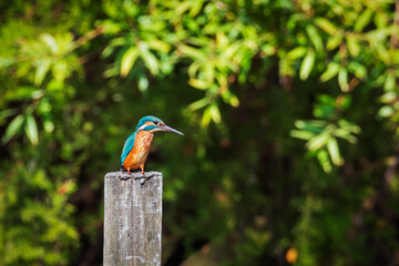 Common kingfisher perched on a wooden post in a wetland.