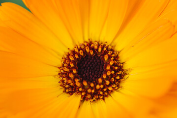 The bright orange flower of the autumn marigold