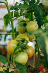 Juicy green tomatoes hanging from branches, greenhouse or vegetable garden.