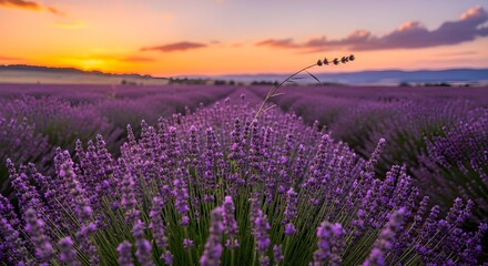 Obraz premium Golden Sunset Over a Blooming Lavender Field