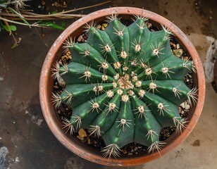 Close Up of a Succulent Cactus in a Pot.