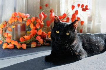 Portrait of beautiful black cat lying on table and decor of physalis plants. black cat - symbol of witchcraft, magic, Samhain, Halloween holidays. witch Cat carefully look to camera. soft focus