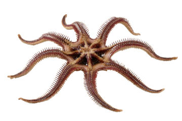 Detailed view of a multi-armed brittle star (Ophiuroidea) from below, showcasing its spiny, segmented arms and central disc on a transparent background. background removed
