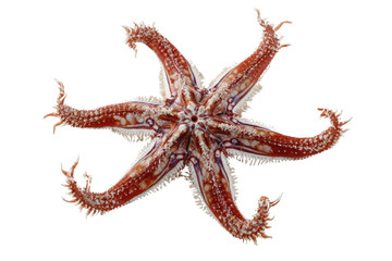 Underside view of a striking six-armed sea star on a transparent background, showcasing its intricate reddish-brown and white patterns and tube feet. background removed